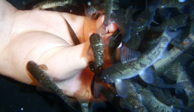 Hotel Krakonoš Three Stars Superior Mariánské Lázně